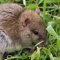 Rattus rattus su guida naturalistica di RikenMon