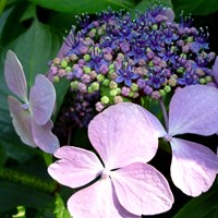 Hydrangea Macrophylla su guida naturalistica di RikenMon