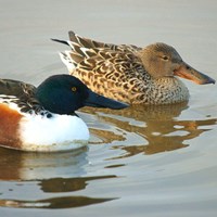 Anas clypeata su guida naturalistica di RikenMon