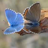 Polyommatus bellargus En la Guía-Naturaleza de RikenMon