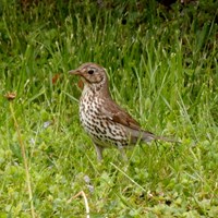 Turdus viscivorus Em Nature-Guide de RikenMon