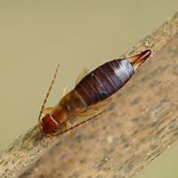 Forficula auricularia на Nature-Guide RikenMon в