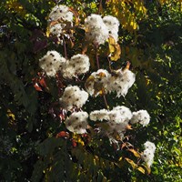 Clematis vitalba su guida naturalistica di RikenMon