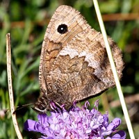 Satyrus actaea 在RikenMon的自然指南