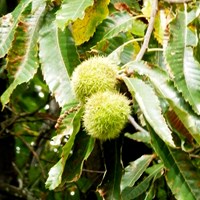 Castanea sativa  En la Guía-Naturaleza de RikenMon