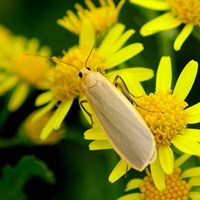 Eilema griseola на Nature-Guide RikenMon в