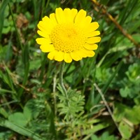 Anthemis tinctoria su guida naturalistica di RikenMon