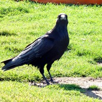 Corvus brachyrhynchos на Nature-Guide RikenMon в