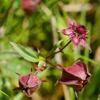 Potentilla palustris 在RikenMon的自然指南