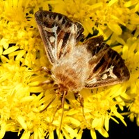 Cerapteryx graminis op RikenMon's Natuurgids