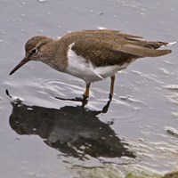 Actitis hypoleucos En la Guía-Naturaleza de RikenMon