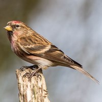 Carduelis flammea op RikenMon's Natuurgids