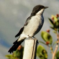 Melaenornis silens En la Guía-Naturaleza de RikenMon