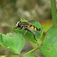 Helophilus trivittatus su guida naturalistica di RikenMon