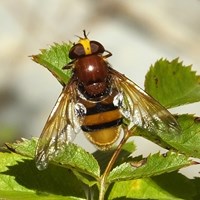 Volucella zonaria  op RikenMon's Natuurgids