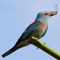 Coracias garrulus Sur le Nature-Guide de RikenMon