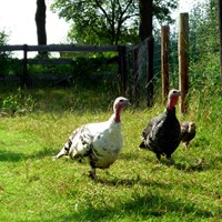 Meleagris gallopavo op RikenMon's Natuurgids