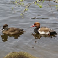 Netta rufina op RikenMon's Natuurgids