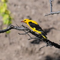 Oriolus oriolus su guida naturalistica di RikenMon