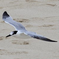 Sterna sandvicensis En la Guía-Naturaleza de RikenMon