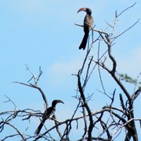 Tockus monteiri su guida naturalistica di RikenMon