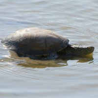 Emys orbicularis op RikenMon's Natuurgids