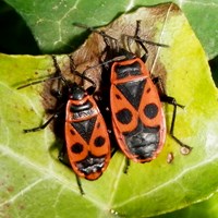 Pyrrhocoris apterus op RikenMon's Natuurgids