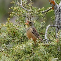 Emberiza hortulana op RikenMon's Natuurgids