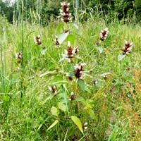 Galeopsis tetrahit на Nature-Guide RikenMon в