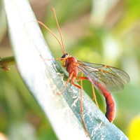 Ophion sp. Sur le Nature-Guide de RikenMon