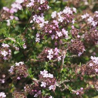 Thymus vulgaris su guida naturalistica di RikenMon