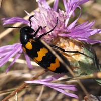 Mylabris variabilis op RikenMon's Natuurgids