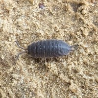 Porcellio scaber на Nature-Guide RikenMon в