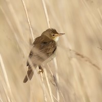 Acrocephalus palustris Sur le Nature-Guide de RikenMon