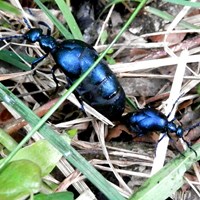 Meloe violaceus En la Guía-Naturaleza de RikenMon