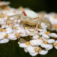 Misumena vatia op RikenMon's Natuurgids