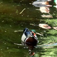 Aix sponsa En la Guía-Naturaleza de RikenMon