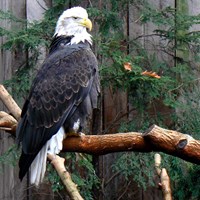 Haliaeetus leucocephalus su guida naturalistica di RikenMon