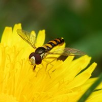 Sphaerophoria scripta su guida naturalistica di RikenMon