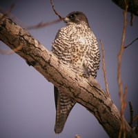 Falco rusticolus op RikenMon's Natuurgids