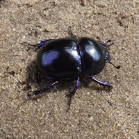 Geotrupes vernalis on RikenMon's Nature-Guide