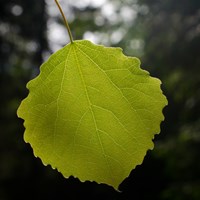 Populus tremula En la Guía-Naturaleza de RikenMon