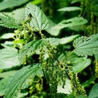 Urtica dioica Sur le Nature-Guide de RikenMon