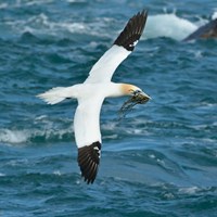 Morus bassanus su guida naturalistica di RikenMon