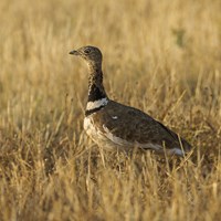 Tetrax tetrax su guida naturalistica di RikenMon