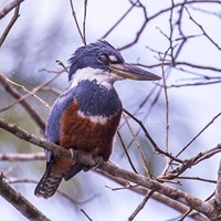 Megaceryle torquata su guida naturalistica di RikenMon