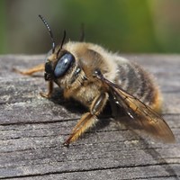 Xylocopa cantabrita Sur le Nature-Guide de RikenMon