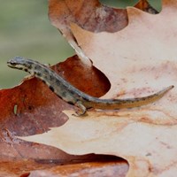 Triturus vulgaris Auf RikenMons Nature-Guide