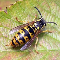 Vespula germanica 在RikenMon的自然指南