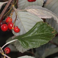 Sorbus aria su guida naturalistica di RikenMon